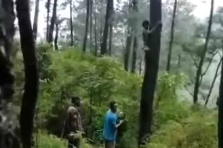 Proses evakuasi pria diduga depresi asal Pekalongan yang nekat memanjat pohon Pinus setinggi 20 meter dan bertahan hingga berhari-hari 