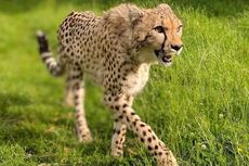 Cheetah di Kebun Binatang Inggris Ini Kabur dan Masuk Kandang Rusa