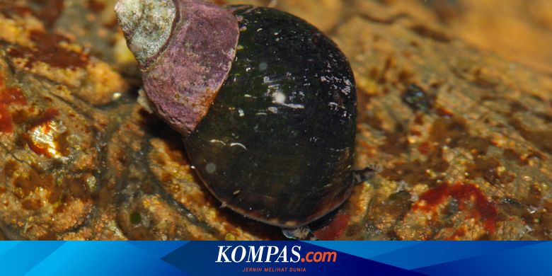 Ada Siput Laut Dalam Luka Bocah Ini Kok Bisa Halaman All Kompas Com
