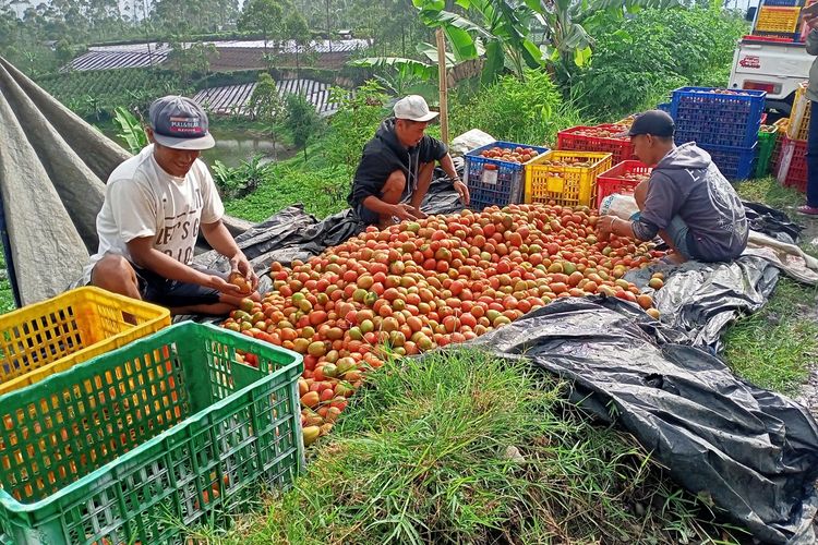 Jelang Hari Tani Nasional, para petani sayuran di Pangalengan, Kabupaten Bandung, Jawa Barat masih dirundung pelbagai masalah, salah satunya anjloknya harga sayuran hingga krisis lahan yang tak berkesudahan.