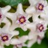 Tips Merawat Bunga Hoya agar Tumbuh Subur dan Cepat Berbunga