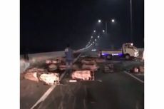 Mobil Pengangkut Ternak Kecelakaan, Babi-babi Berhamburan di Jalan Tol