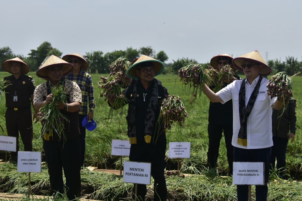 Menteri Pertanian Syahrul Yasin Limpo (Mentan SYL) mengatakan, panen raya dan pelepasan bawang merah dari jantung produksi bawang merah nasional itu guna memastikan produksi dan ketersediaan bawang merah menjelang Ramadhan hingga Lebaran aman, sekaligus upaya menstabilkan harga.