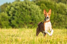 7 Fakta Menarik Anjing Basenji, Tidak Bisa Menggonggong dan Mandiri