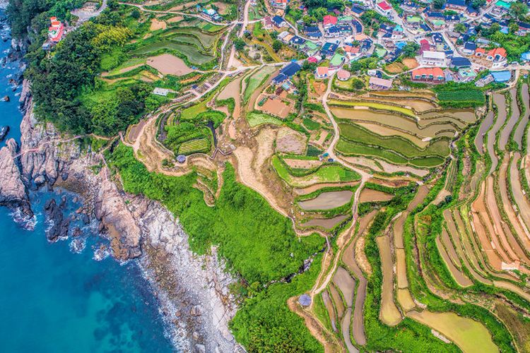 Pemandangan persawahan Desa Daraengi Gacheon 