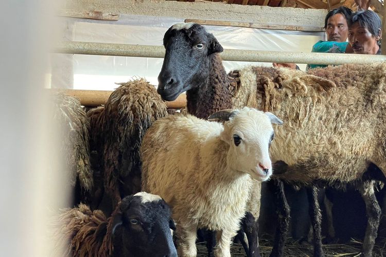 Dua orang peternak hewan kambing sedang mengawasi hewan ternaknya