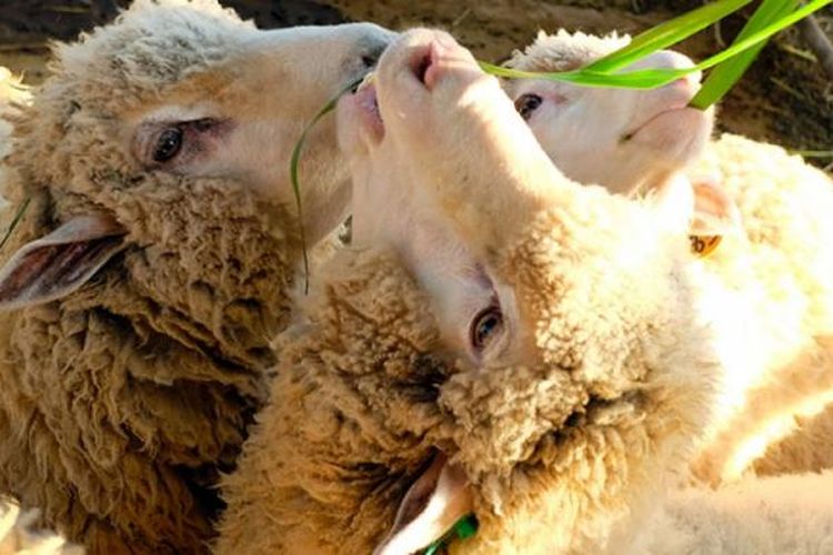 Memberi makan domba di Pang Tong Palace, Provinsi Mae Hong Son, Thailand. Makanan domba berupa rumput disediakan gratis untuk pengunjung.
