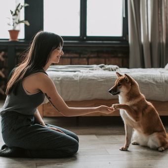 Ilustrasi memelihara anjing, anjing peliharaan 