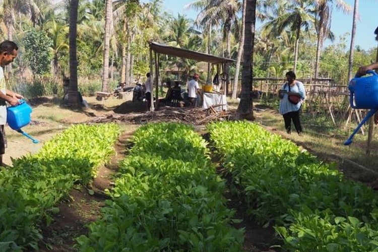 Sejumlah warga Desa Tembok beralih menjadi petani.