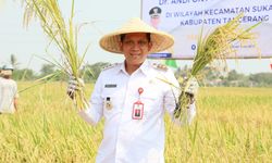 Pj Bupati Tangerang Gelar Panen Raya Padi bersama Petani