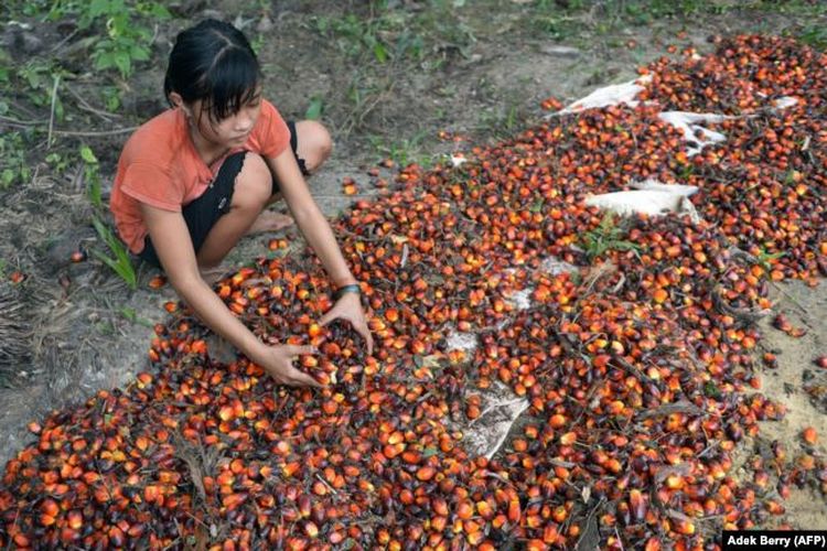 Asnimawati, gadis 13 tahun, bekerja di perkebunan kelapa sawit di Pelalawan, Provinsi Riau.