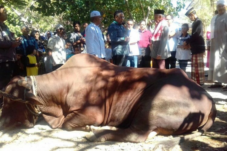 Sapi seberat satu ton yang disumbangkan Presiden Jokowi untuk warga Kota Kupang, Nusa Tenggara Timur (NTT).