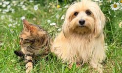 Ini 7 Ras Kucing yang Bisa Berteman Baik dengan Anjing