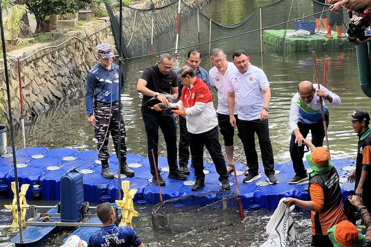 Diburu Lebih dari 1 Ton Sehari, Kenapa Ikan Sapu-sapu Diberantas di Jakarta?