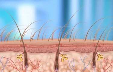 Ilustrasi struktur folikel rambut.
