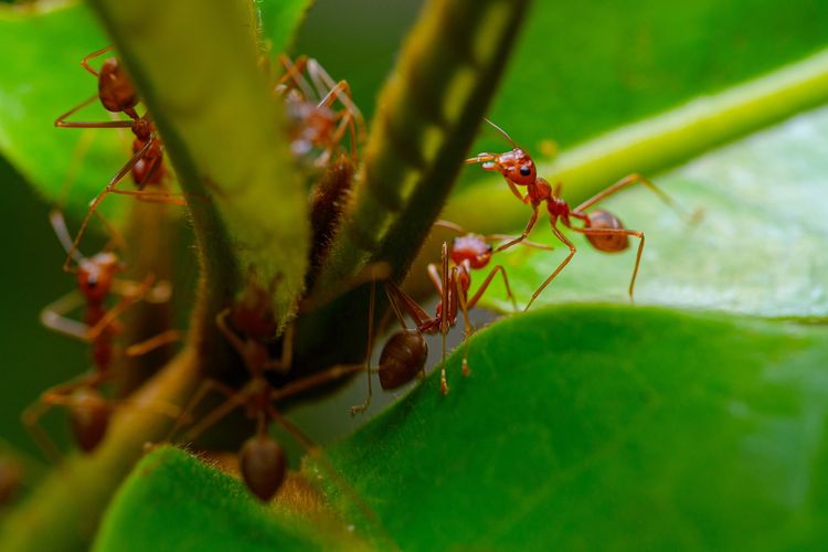 Ilustrasi semut merah di kebun