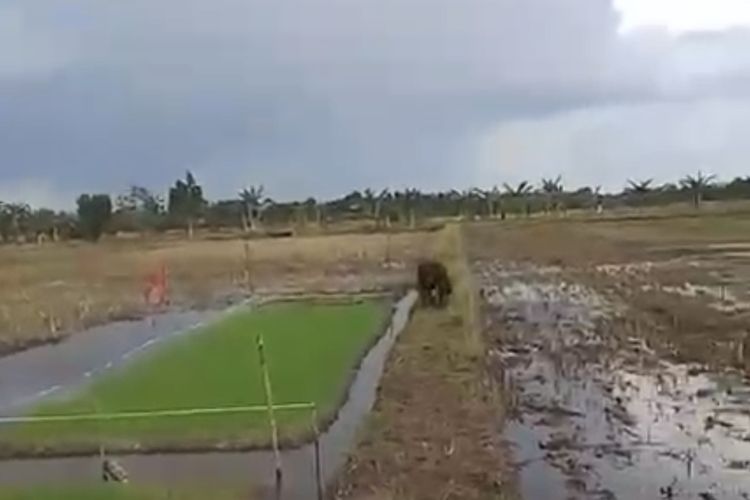 Orangutan Pincang Berkeliaran Dekat Permukiman Warga di Kalbar