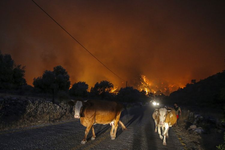 Seorang pria berjalan pergi dengan hewan-hewannya dari kebakaran yang mengamuk di desa Cokertme, dekat Bodrum, Turki, Senin, 2 Agustus 2021. 