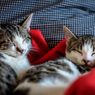 Kucing Senang Bermalas-malasan dan Tidur Seharian, Ini Faktanya...
