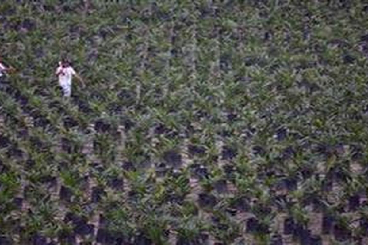 Ilustrasi kebun sawit