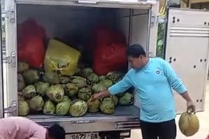 Viral Menu MBG Kelapa Muda di Pamekasan, SPPG Sebut 1 Butir untuk 2 Hari