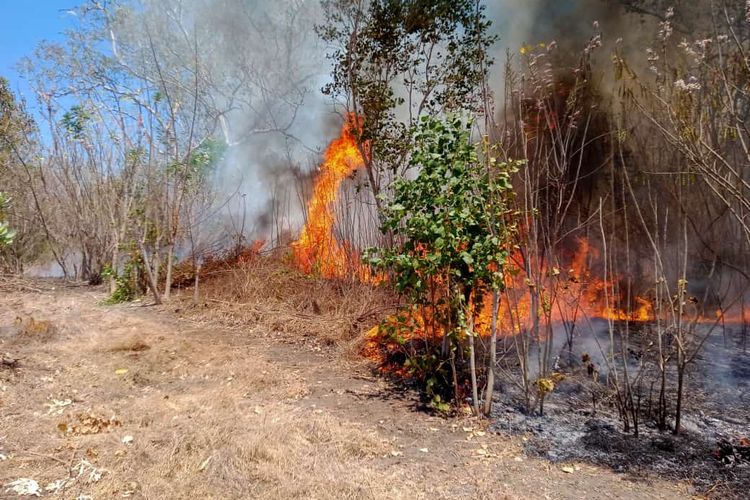 Kebakaran hutan dan lahan di wilayah Norabelen dan Nobo, Kecamatan Ile Bura, Kabupaten Flores Timur
