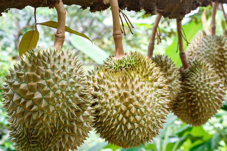 Ilustrasi tanaman durian, pohon durian, buah durian di pohon.