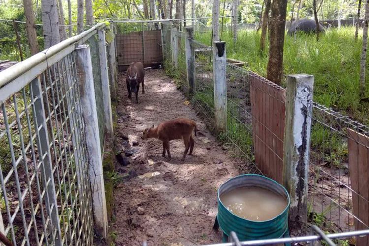 Anoa Tinggal 2 500 Ekor Di Dunia Satwa Khas Sulawesi Ini Terancam