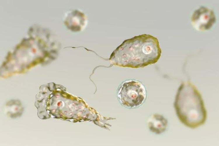 Ilustrasi amoeba Naeglaria fowleri, protozoa yang menyebabkan infeksi otak mematikan. Sering disebut sebagai amoeba pemakan otak.