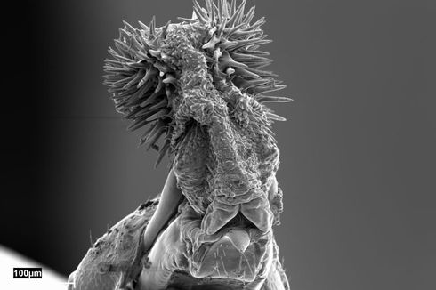 Punya Penis Berduri, Bagaimana Kumbang Kacang Jantan Kawin?