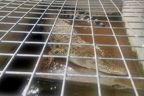 Pelihara Buaya dari Sekecil Tokek Kini 2 Meter, Pemilik Ngeri dan Serahkan ke BKSDA Yogyakarta