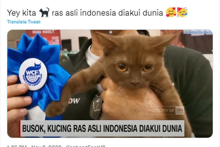 Tangkapan layar unggahan Twitter soal kucing busok