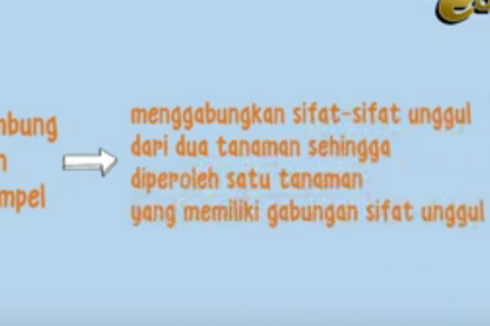 Mengapa Pertumbuhan Vegetatif Buatan dengan Menempel, Menghasilkan Tanaman Lebih Baik?