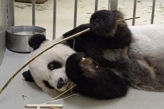 China dan Taiwan Kesampingkan Konflik, Kerja Sama Selamatkan Panda Raksasa Tuan Tuan