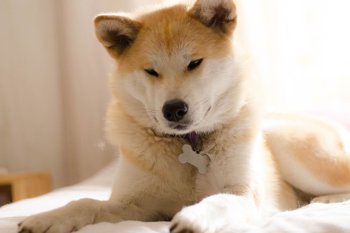 Ilustrasi ras anjing Akita. 