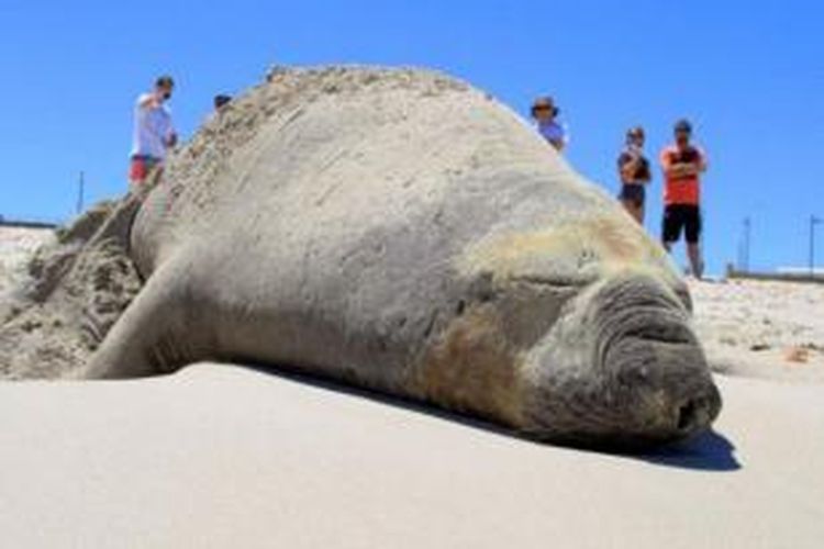 Gajah laut bernama Steven Sealberg berjemur di Pantai Sorrento dan menarik perhatian pengunjung Februari lalu. 