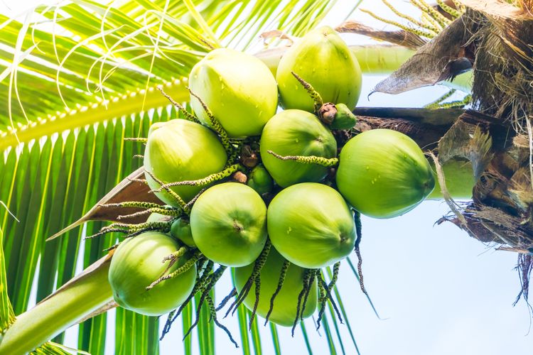 Ilustrasi pohon kelapa, buah kelapa. 