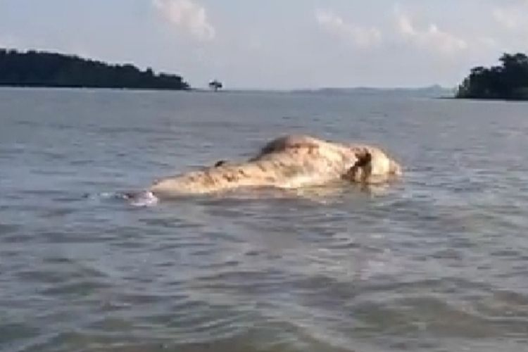 Warga Pulau Kas Kecamatan Durai, Kabupaten Karimun, menemukan seekor ikan paus yang diperkirakan panjangnya mencapai 6 meter, mati terdampar disekitar pulau Kas tersebut.
