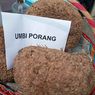 Umbi Porang Cuan, Eksportir Masih Kekurangan Pasokan