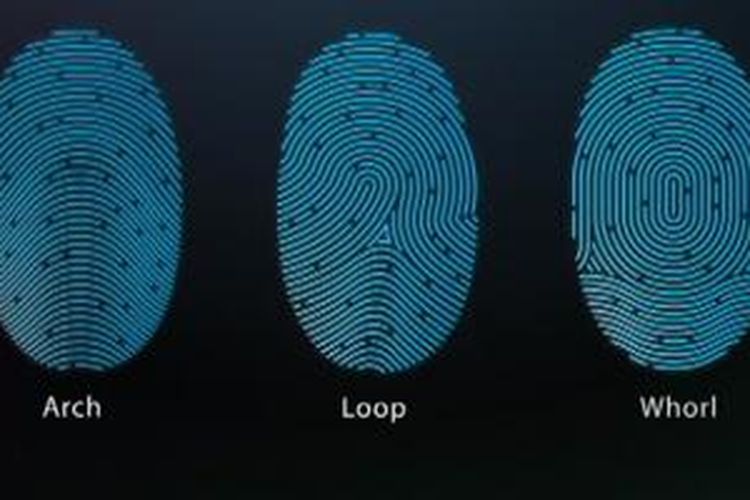 Contoh pola sidik jari yang dikenali Touch ID