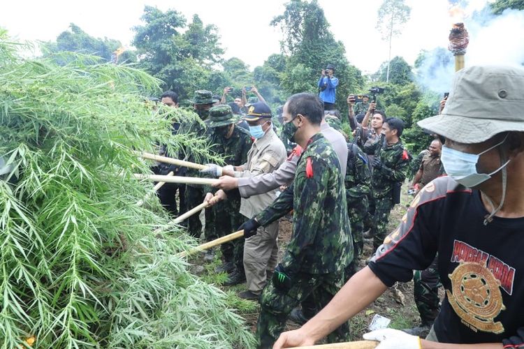 BNN Musnahkan 3 Hektare Ladang Ganja Siap Panen Di Kabupaten Aceh Selatan