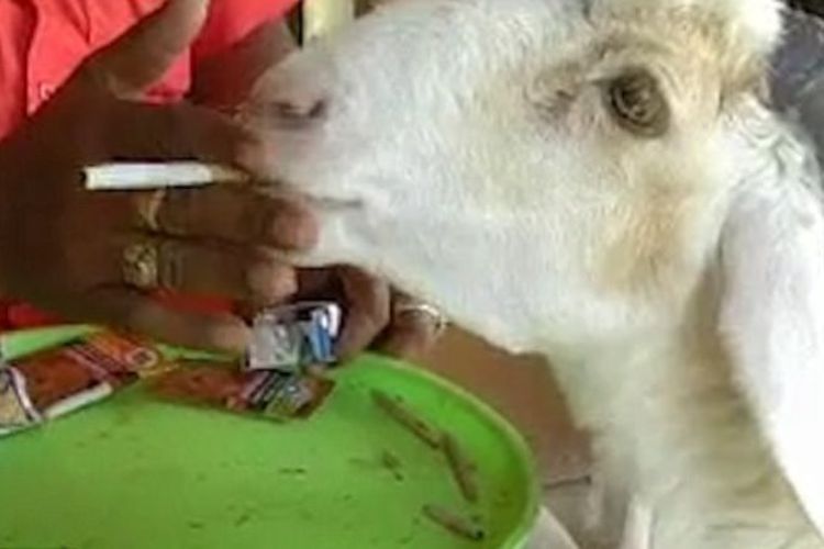 Seekora kambing di India gemar menyantap rokok dan tembakau.