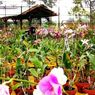 Kampoeng Anggrek Kediri: Daya Tarik, Harga Tiket, dan Jam Buka