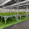 SPPG Palmerah Punya Greenhouse, Tanam Hidroponik hingga Budidaya Ikan untuk MBG