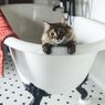 5 Alasan Kucing Suka Bermain dan Merobek Tisu Gulung 