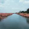 Krisis Iklim Picu Deoksigenisasi Sungai Tropis