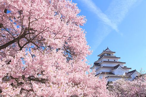 Bunga Sakura Sudah Mekar, Musim Semi 2021 di Jepang Mulai Lebih Awal