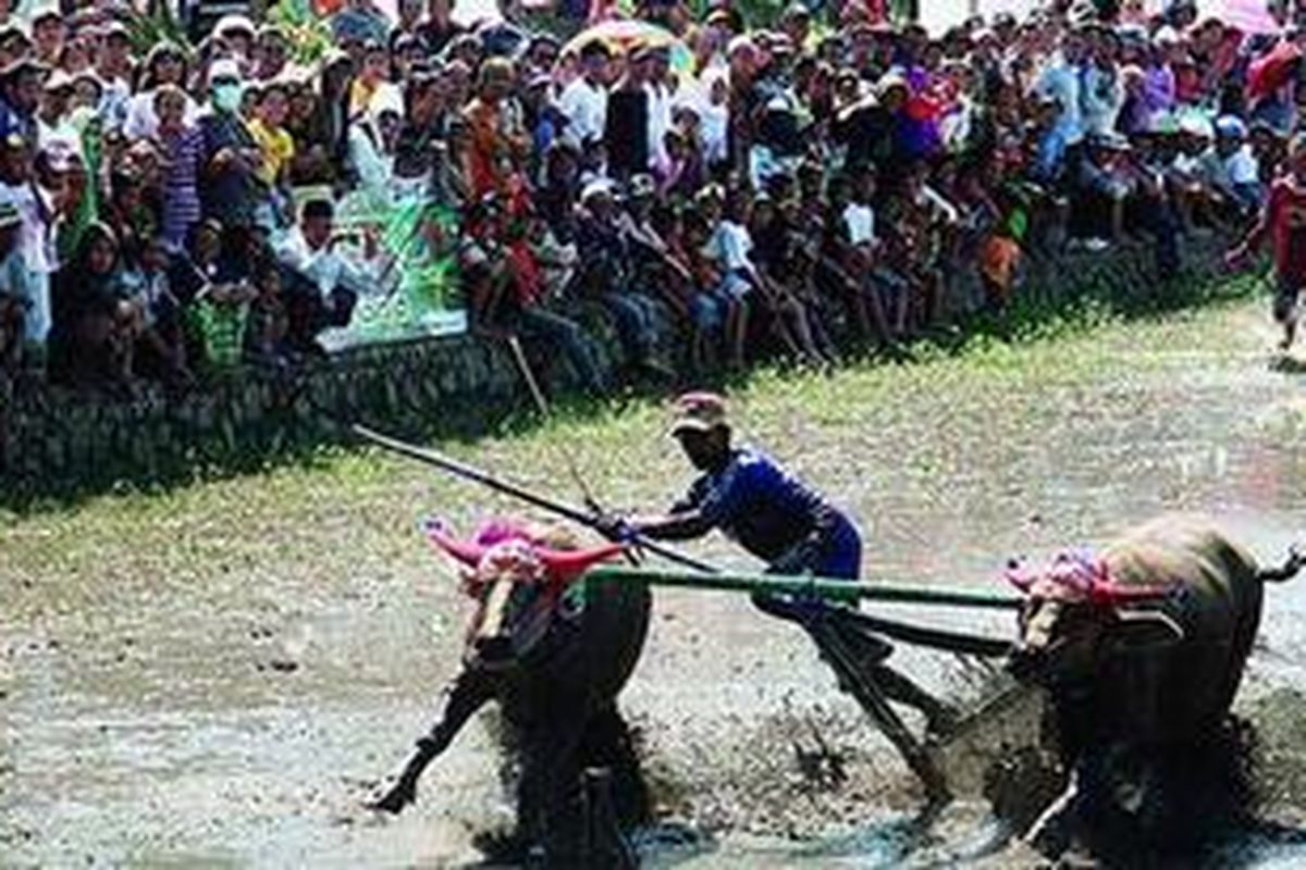 Selain kecepatan, joki menjadi kunci pengendali agar sepasang kerbau bisa merobohkan sakak (tiang kayu) dalam lomba barapan kebo. Lomba ini merupakan permainan kelompok etnis Sumbawa di Pulau Sumbawa, seperti yang diadakan di Desa Melase, Lombok Barat, Nusa Tenggara Barat, Minggu (3/6/2012). 