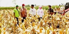 Panen Masih Berlangsung, Kabupaten Grobogan Siap Penuhi Kuota Jagung 30.000 Ton