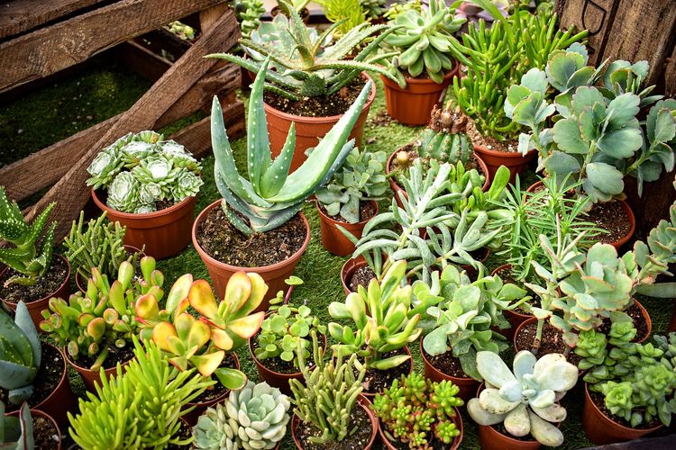6 Tips Ampuh Merawat Tanaman Sukulen di Rumah, Kamu Perlu Tahu!